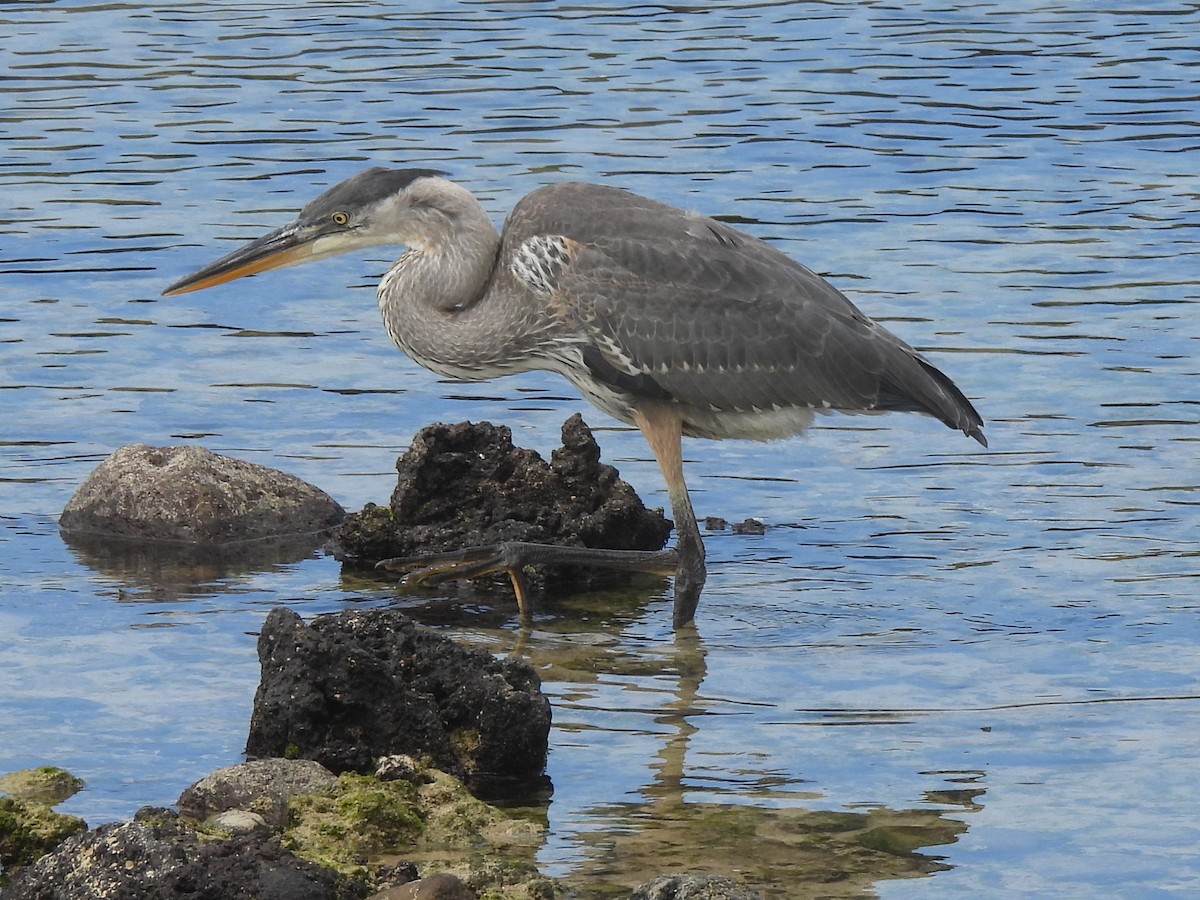 Great Blue Heron - ML644122086