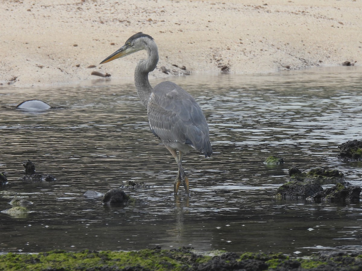 Great Blue Heron - ML644122087