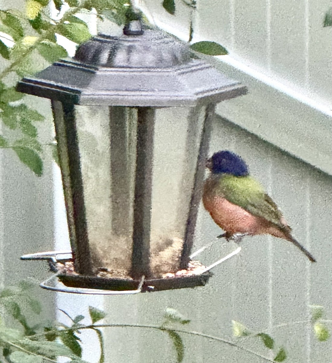 Painted Bunting - ML644122088
