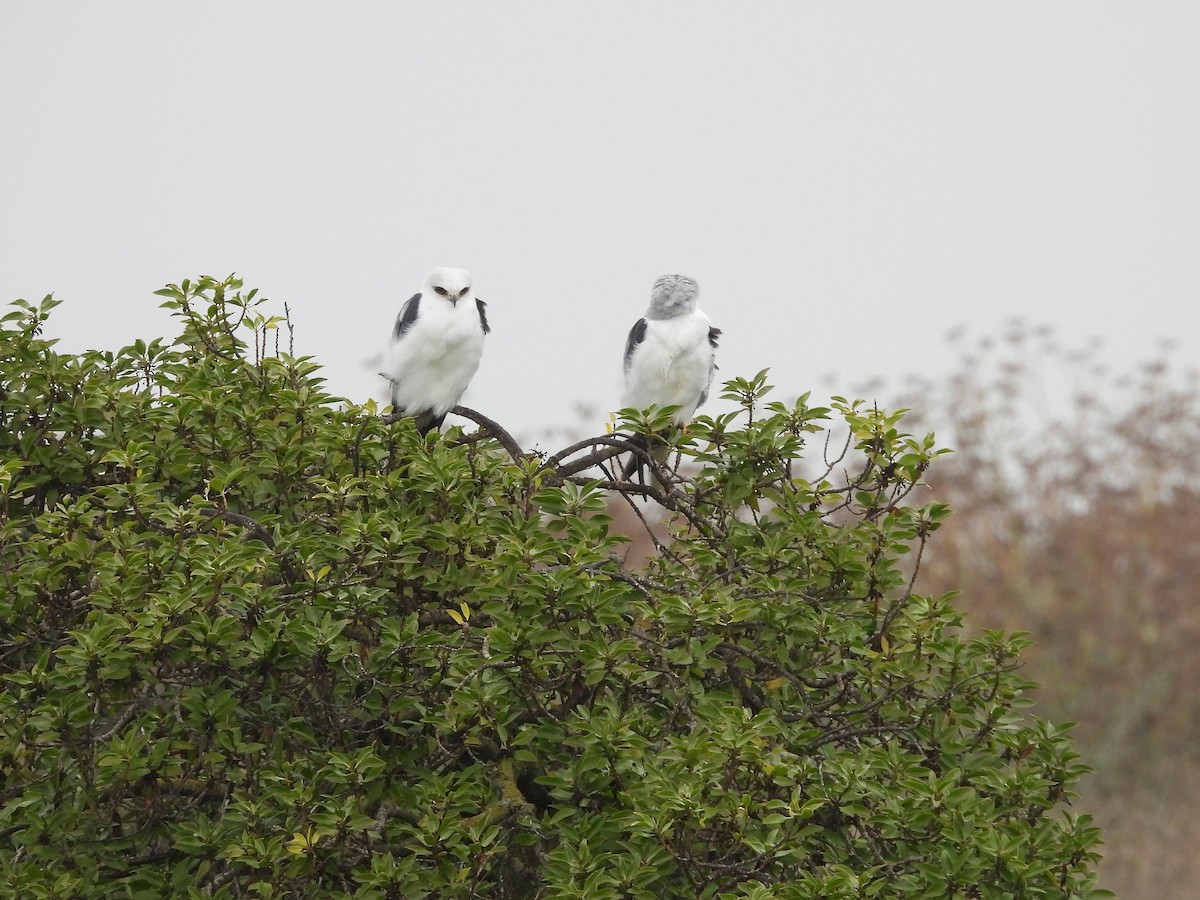 White-tailed Kite - ML644122090