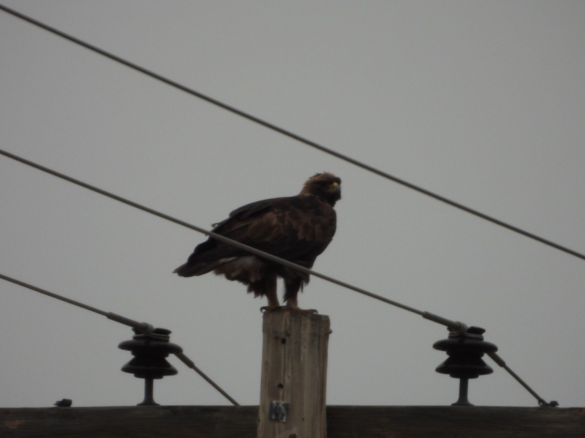 Golden Eagle - ML644122091