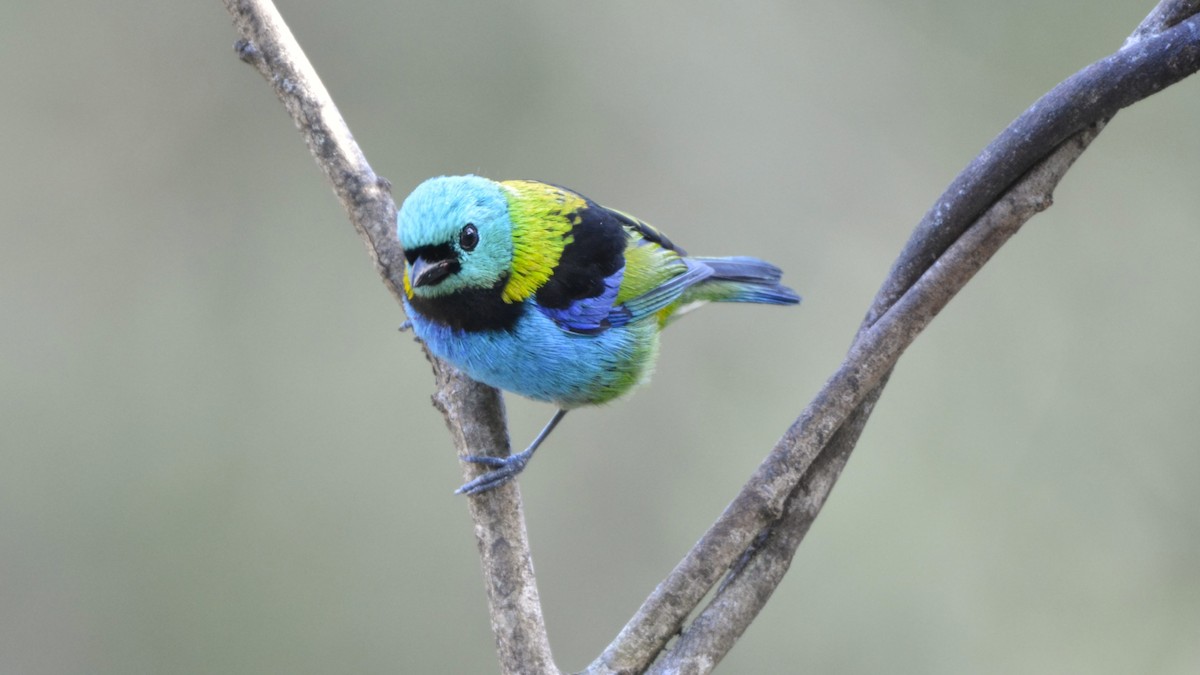 Green-headed Tanager - ML644122092