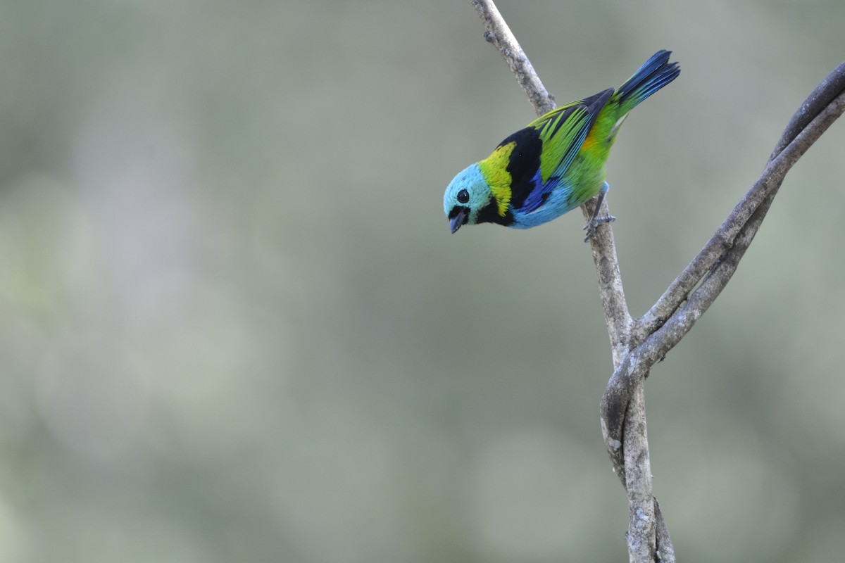 Green-headed Tanager - ML644122093