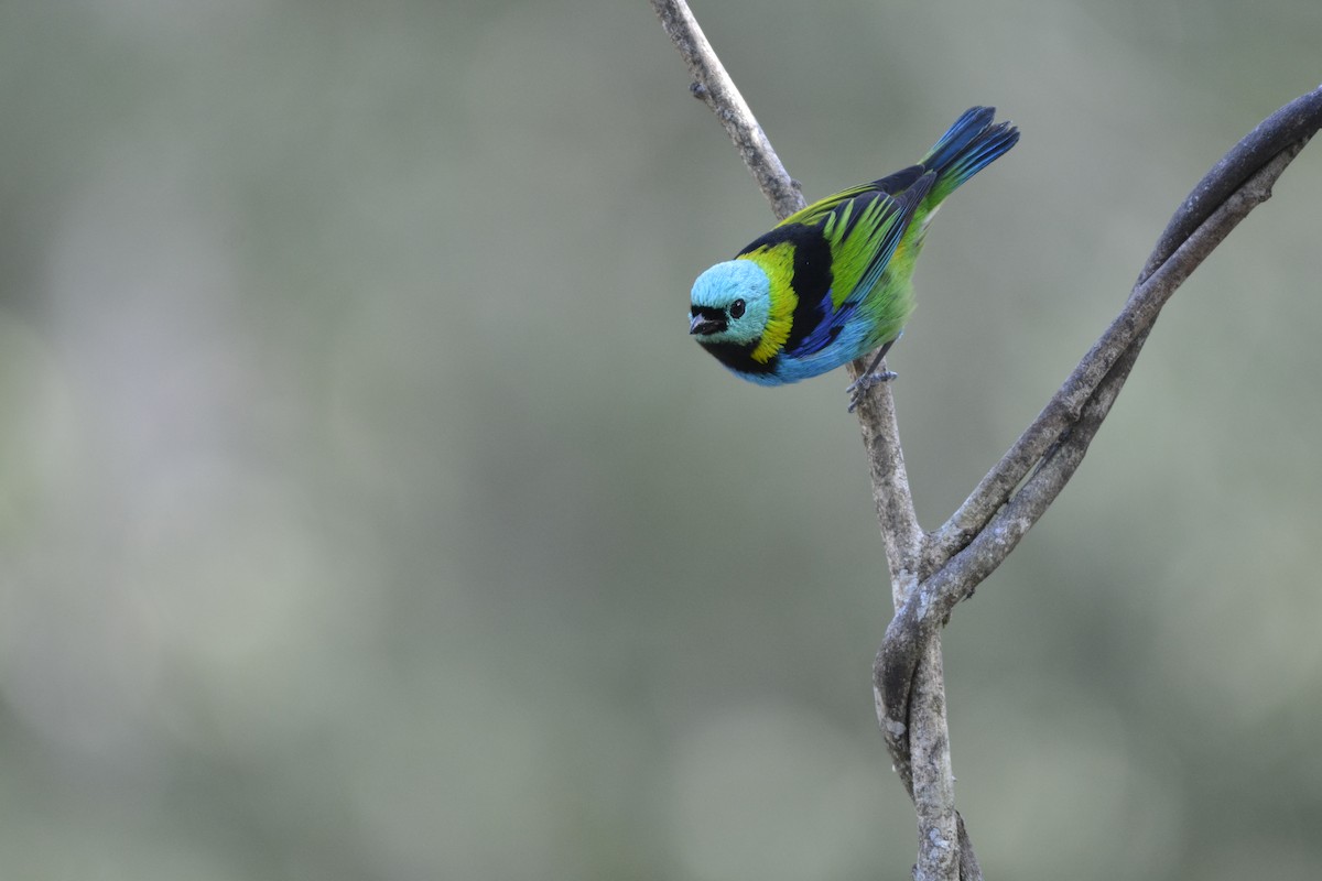 Green-headed Tanager - ML644122094