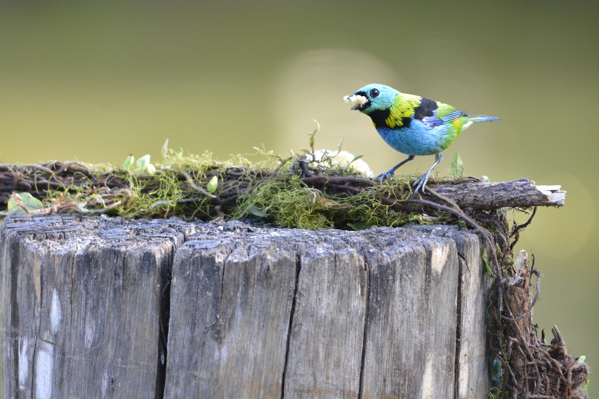 Green-headed Tanager - ML644122095