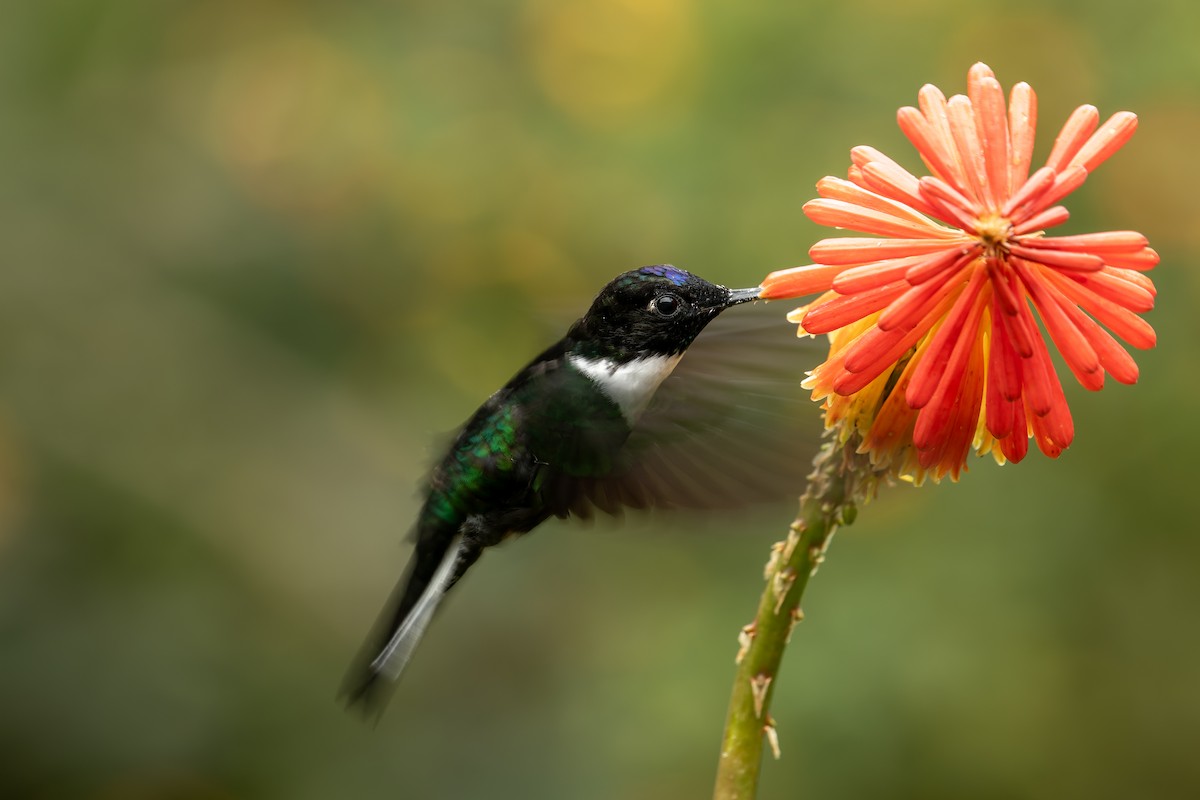 Collared Inca - ML644122096