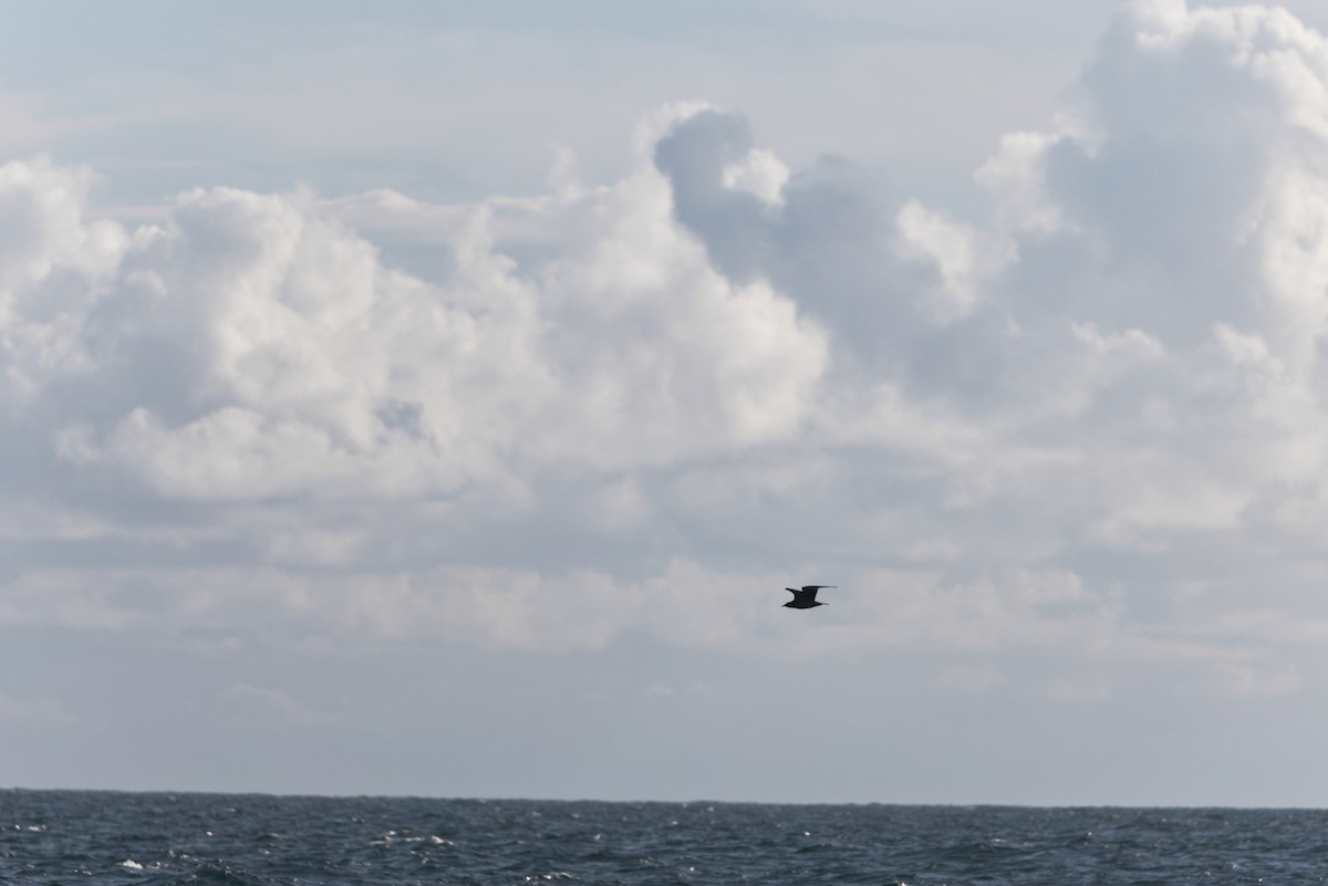 Parasitic Jaeger - ML644122101