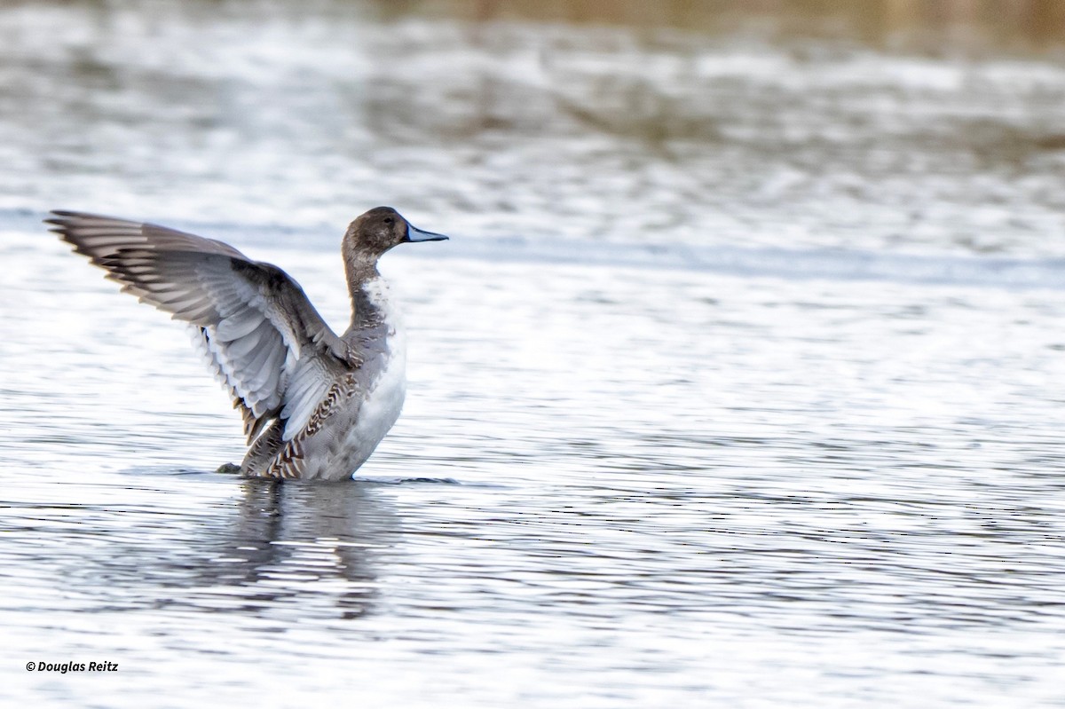 ברווז חד-זנב - ML644122105