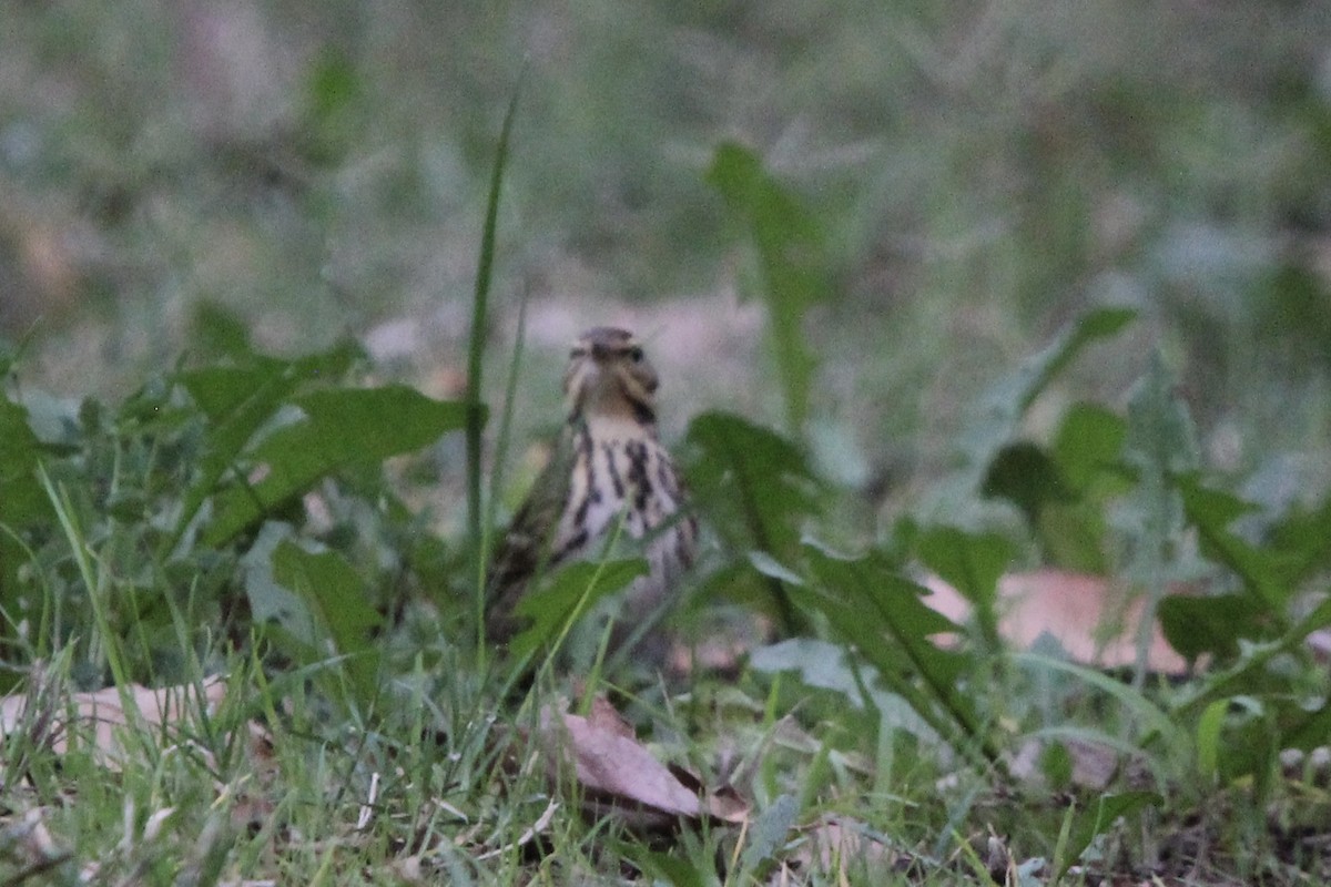 Olive-backed Pipit - ML644122112