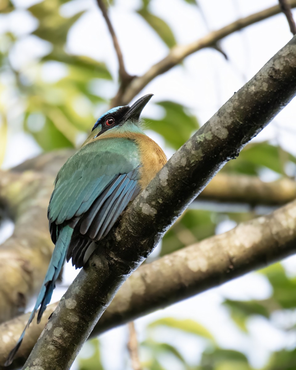 Lesson's Motmot - ML644122117