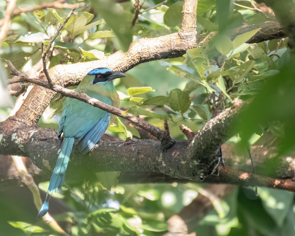 Lesson's Motmot - ML644122118