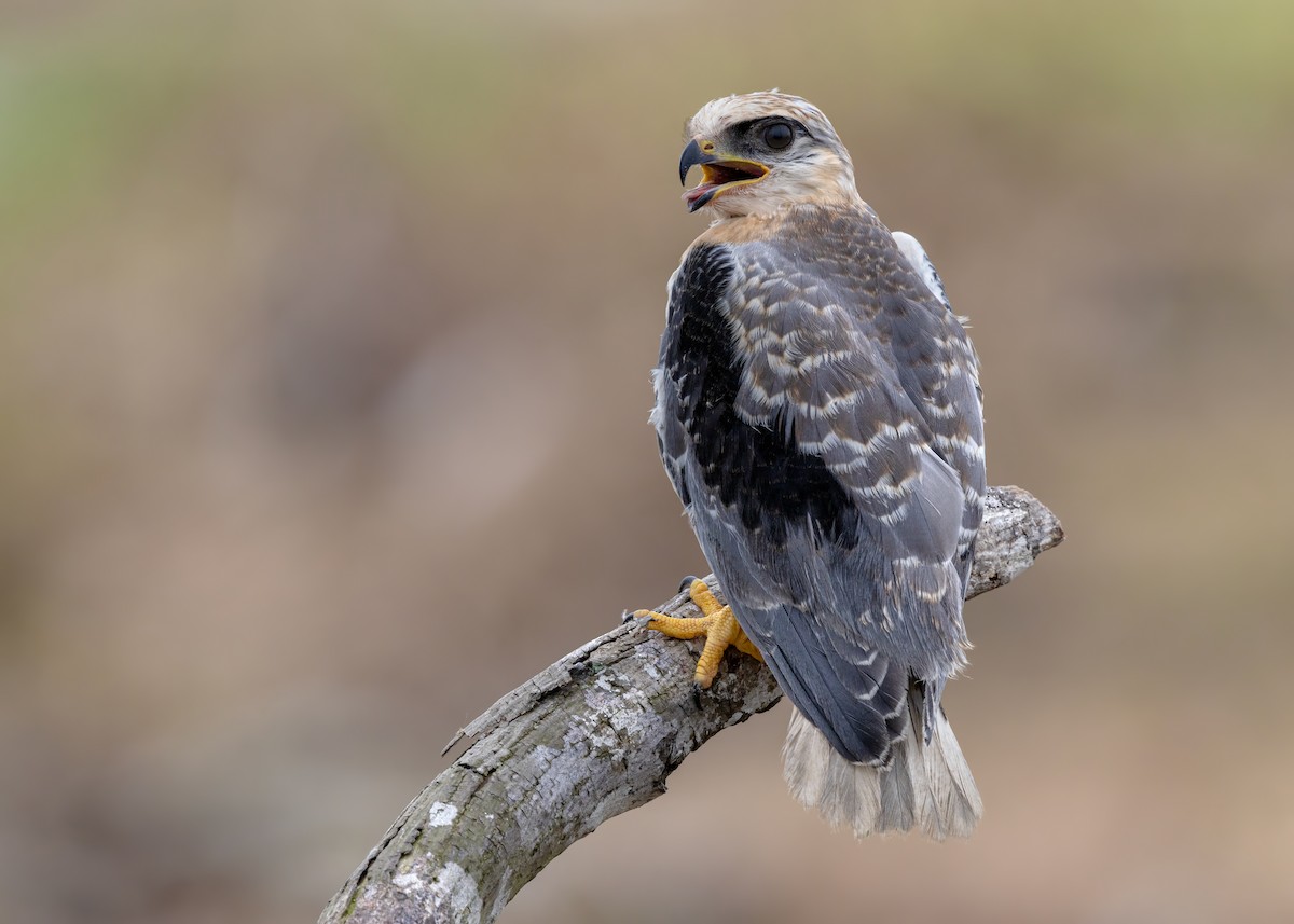 Black-winged Kite - ML644122131