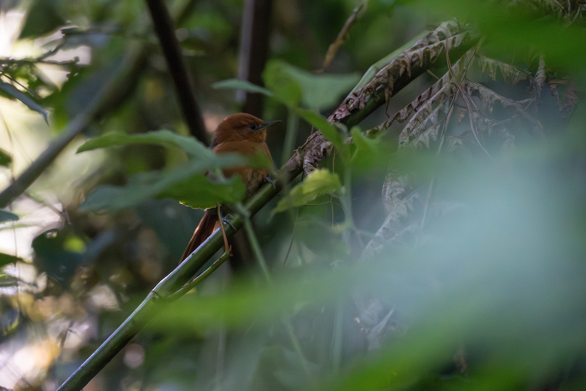 Synallaxe de Santa Marta - ML644122143