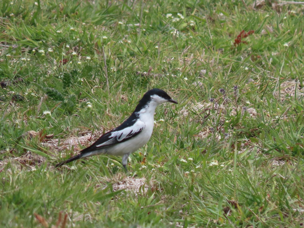 White-winged Triller - ML644122144