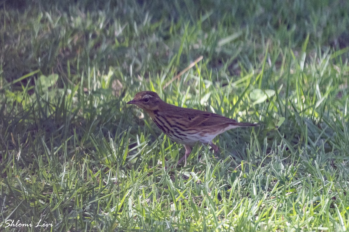 פפיון זיתי - ML644122145