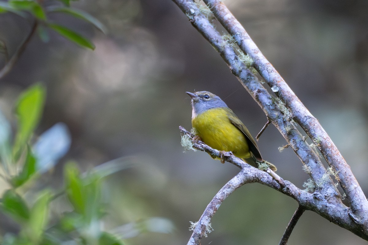 White-lored Warbler - ML644122151