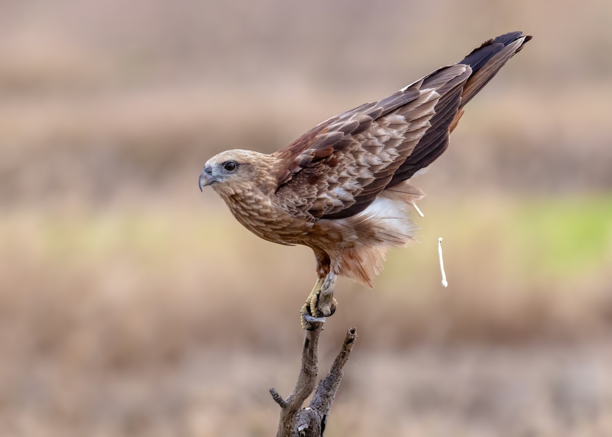 Brahminy Kite - ML644122153