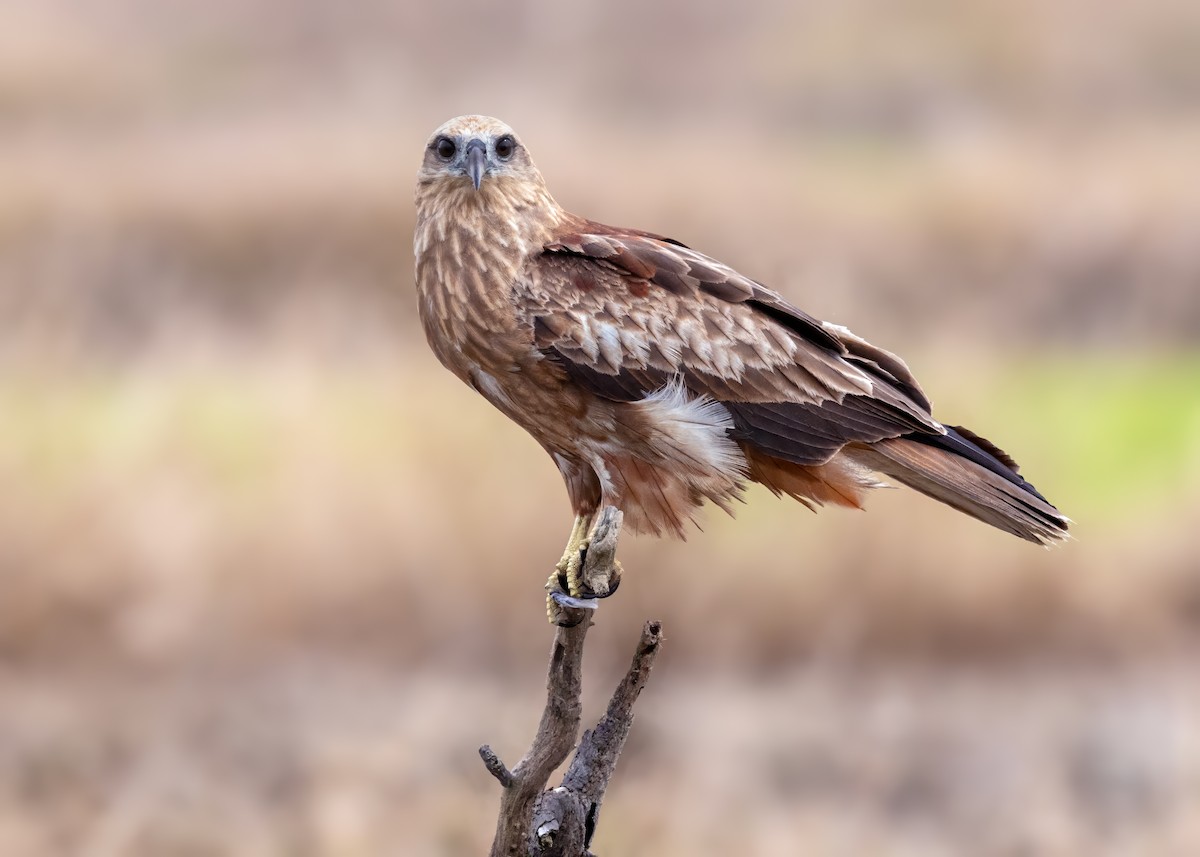 Brahminy Kite - ML644122156