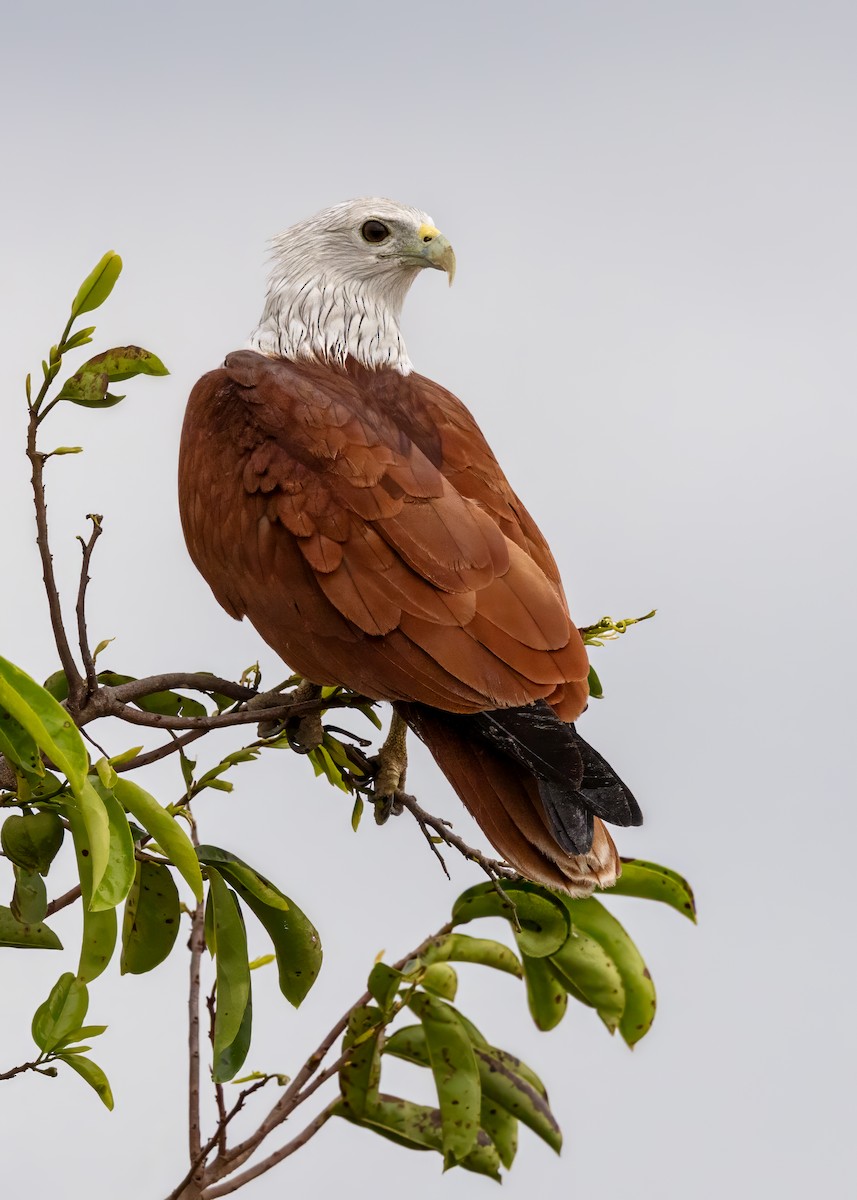 Brahminy Kite - ML644122157