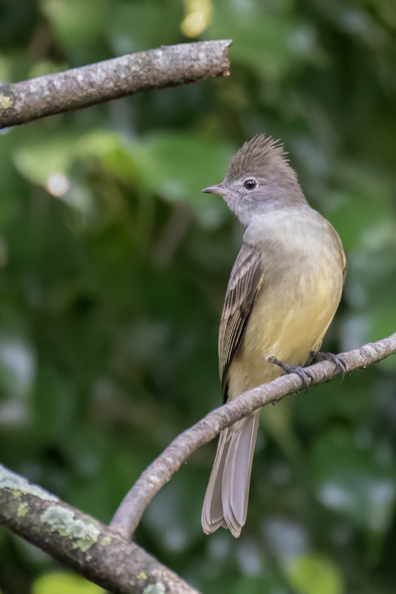 Yellow-bellied Elaenia - ML644122164