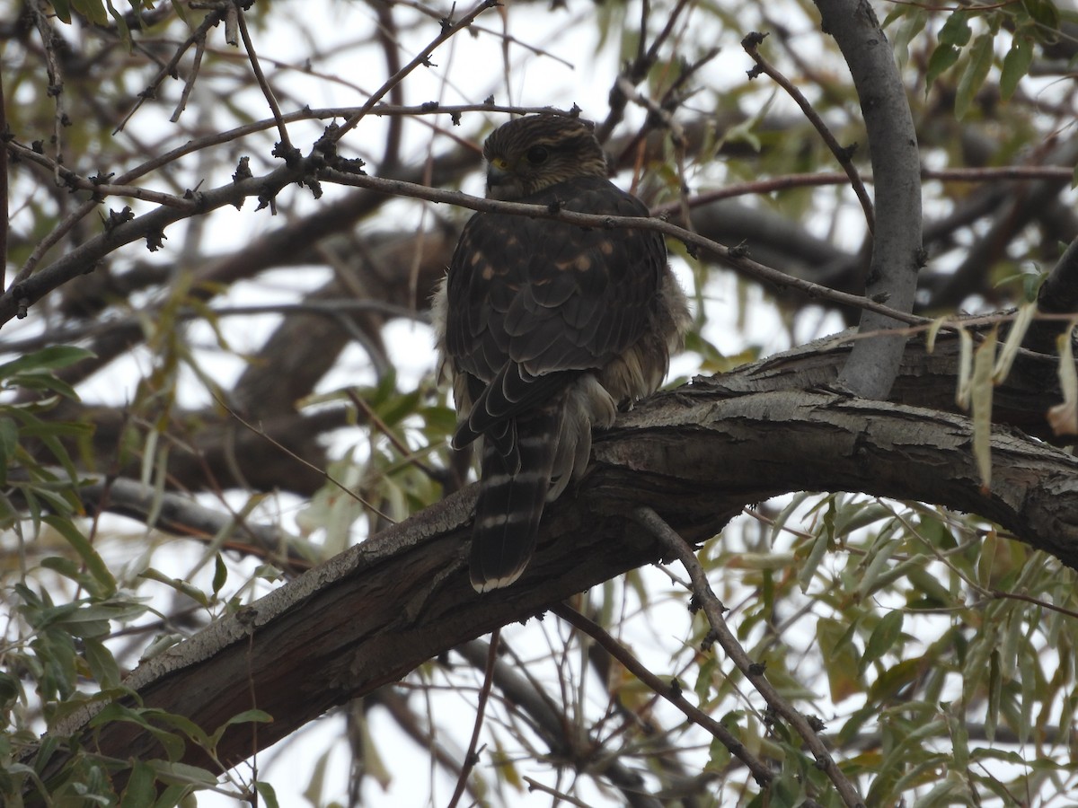 Merlin (Taiga) - ML644122167