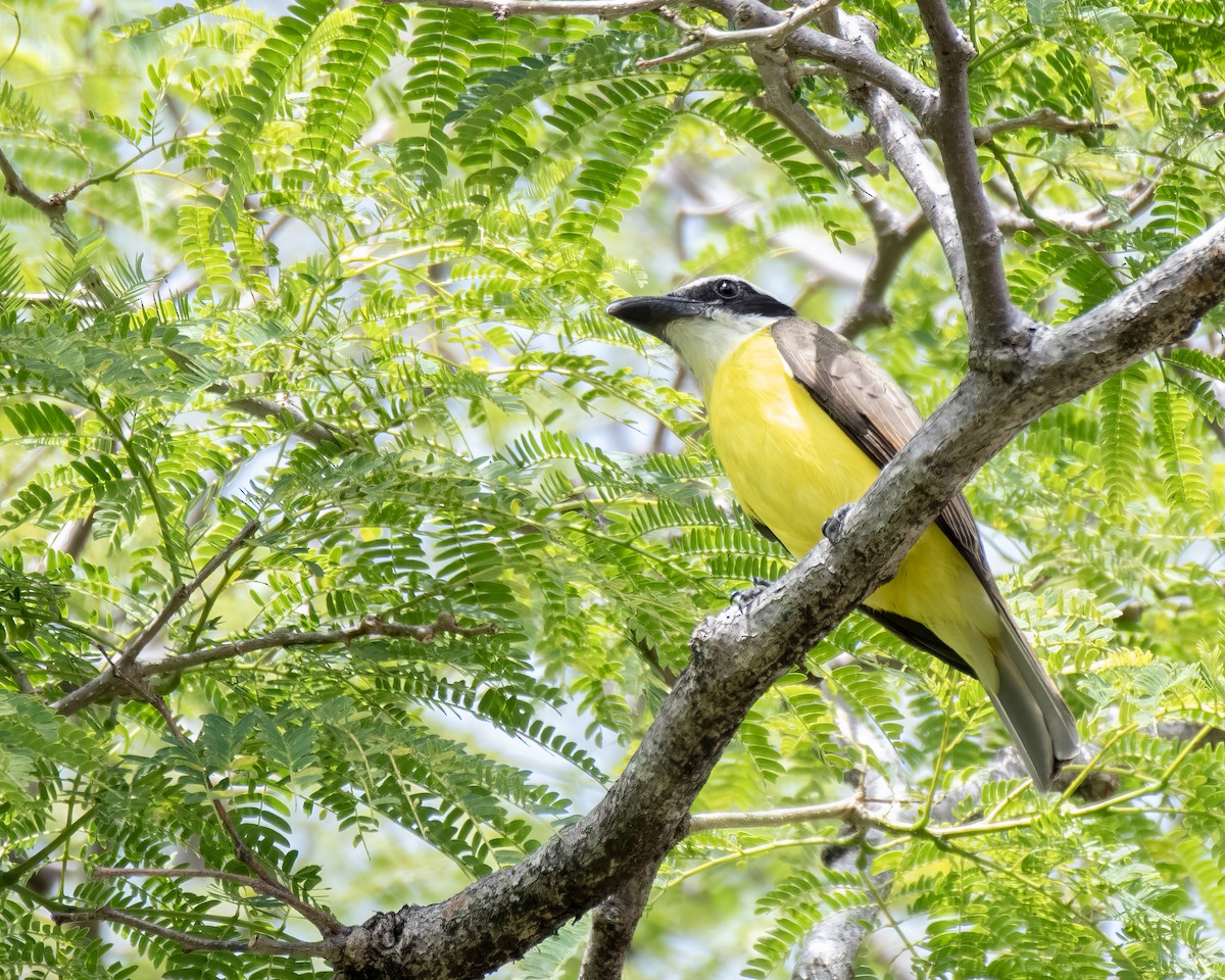 Boat-billed Flycatcher - ML644122168