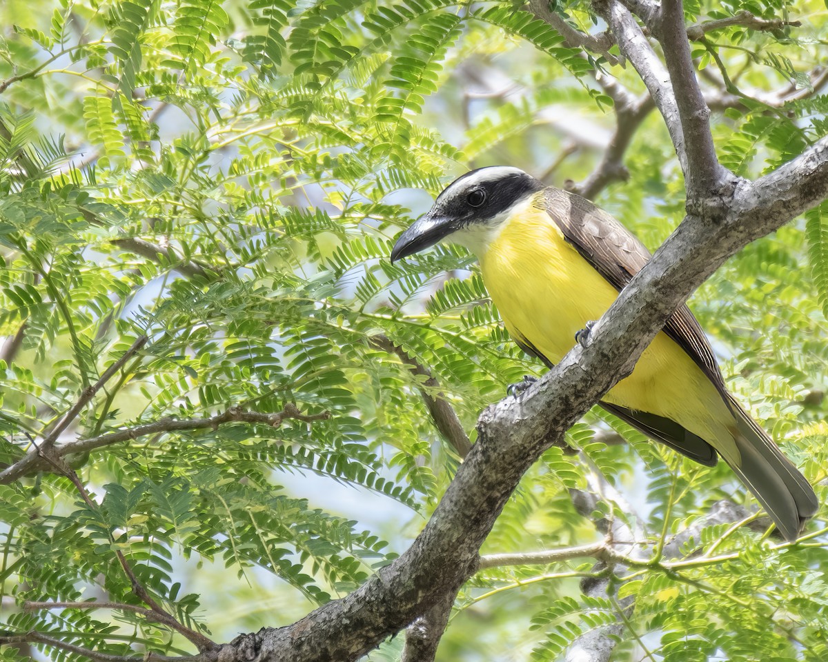 Boat-billed Flycatcher - ML644122169