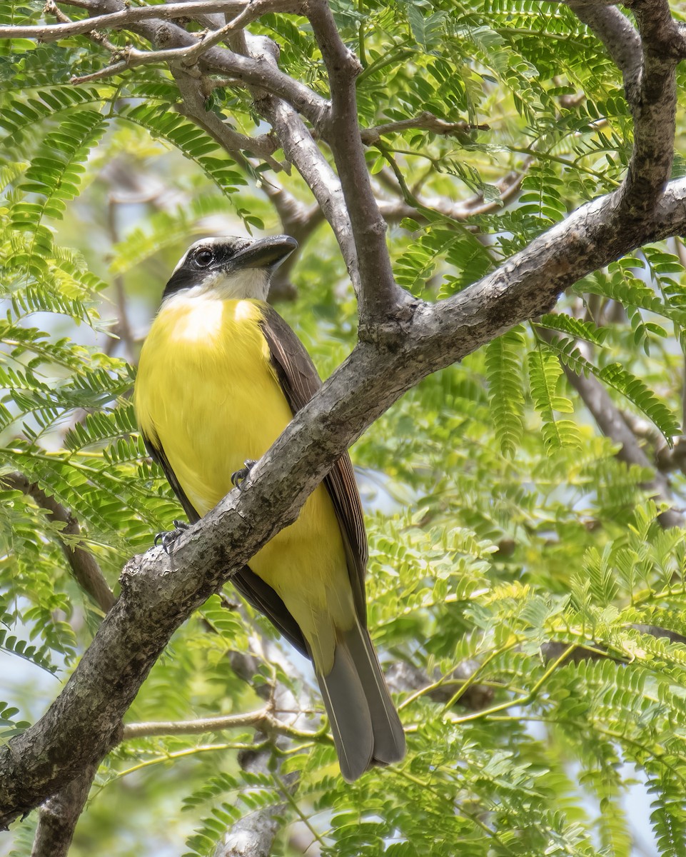 Boat-billed Flycatcher - ML644122170