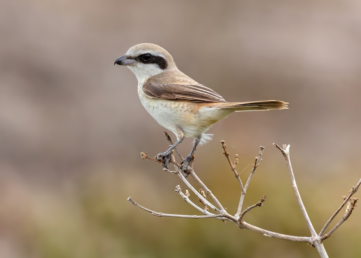 Brown Shrike - ML644122171