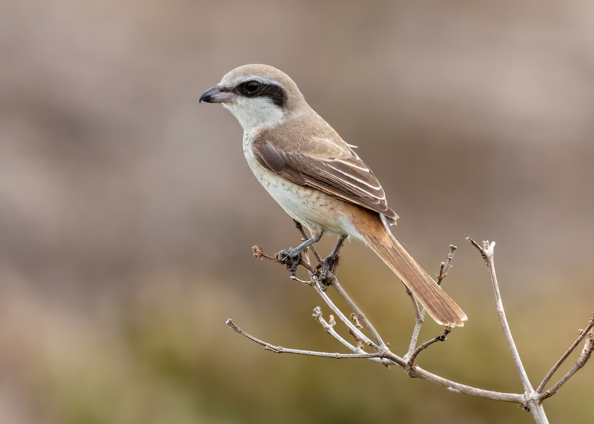 Brown Shrike - ML644122172