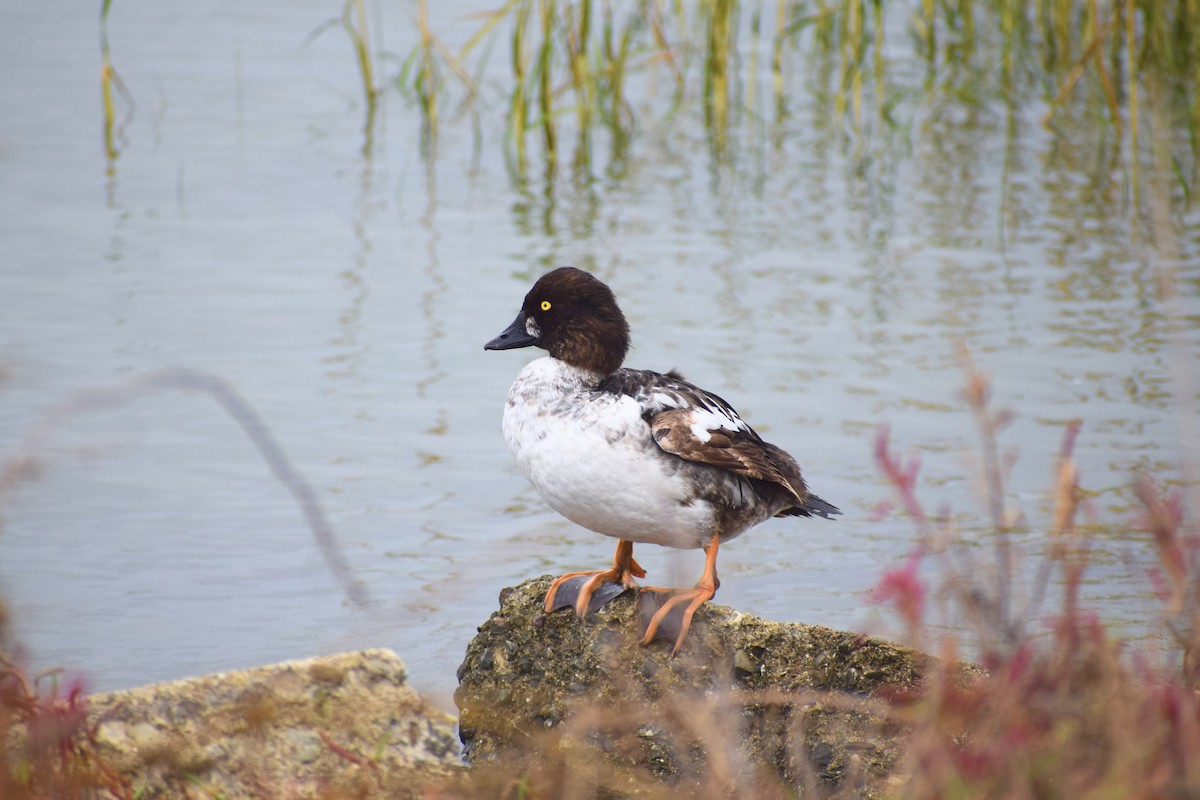 Common Goldeneye - ML644122179