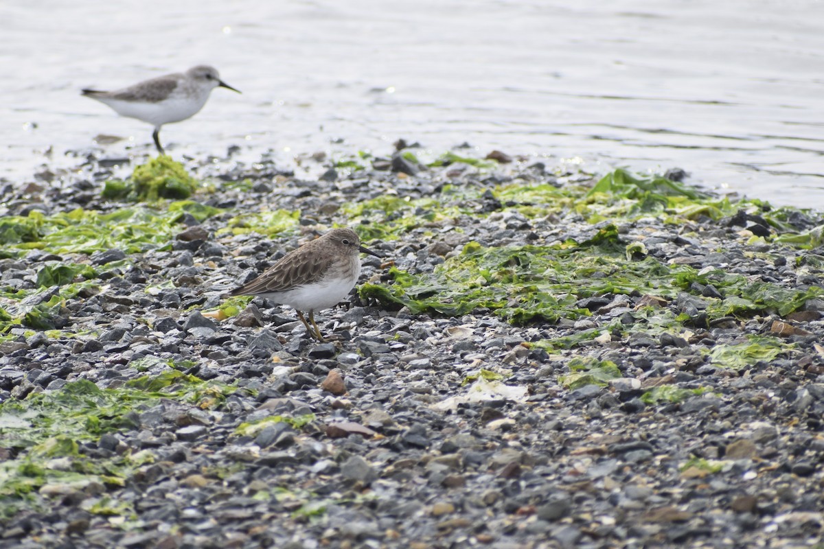 Least Sandpiper - ML644122180