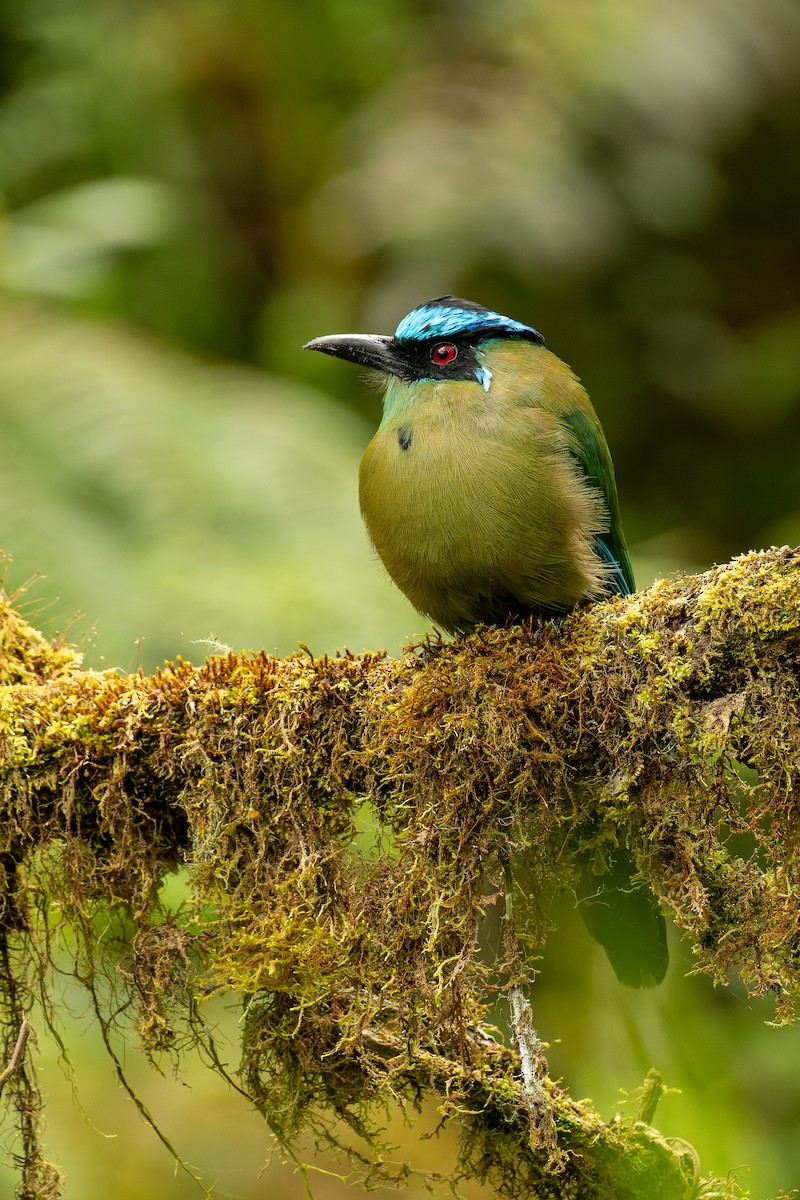 Andean Motmot - ML644122193