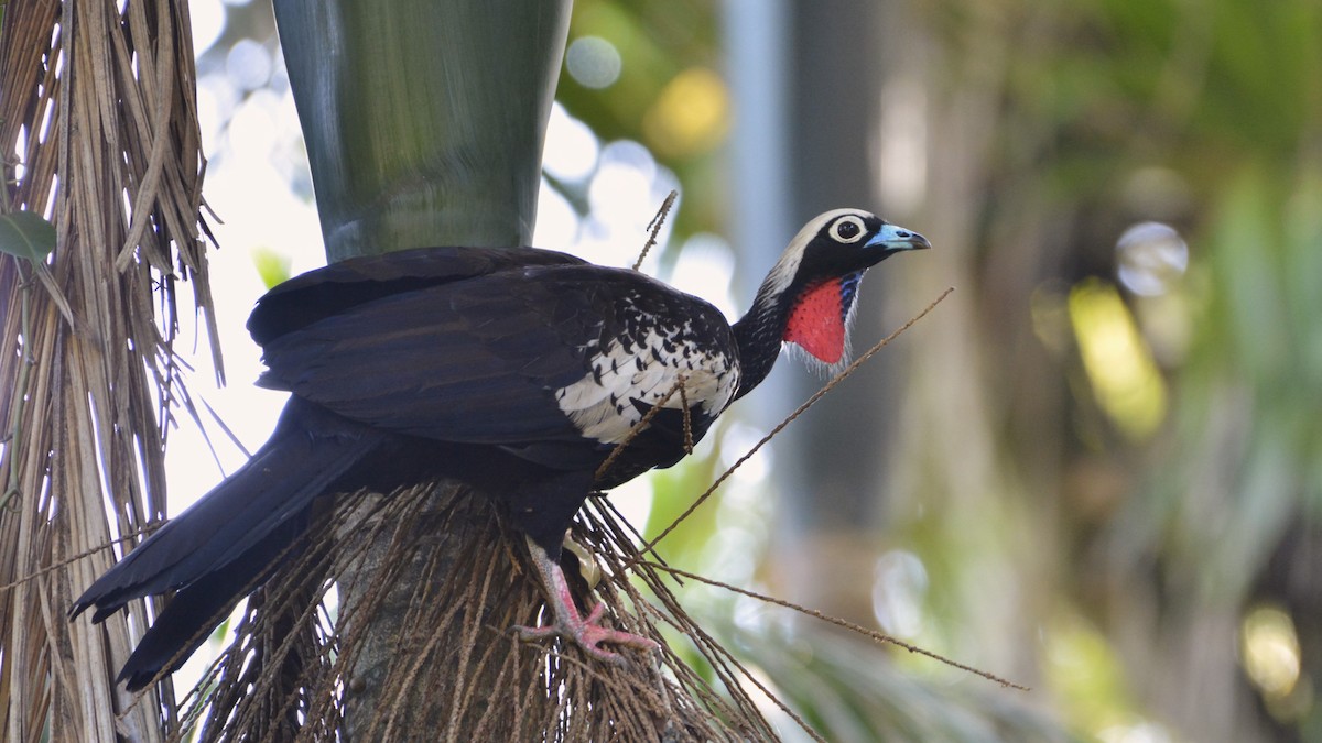 Black-fronted Piping-Guan - ML644122203