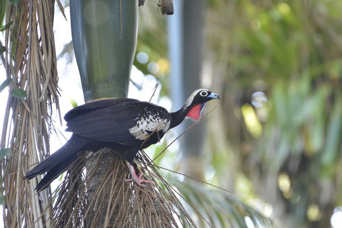 Black-fronted Piping-Guan - ML644122204