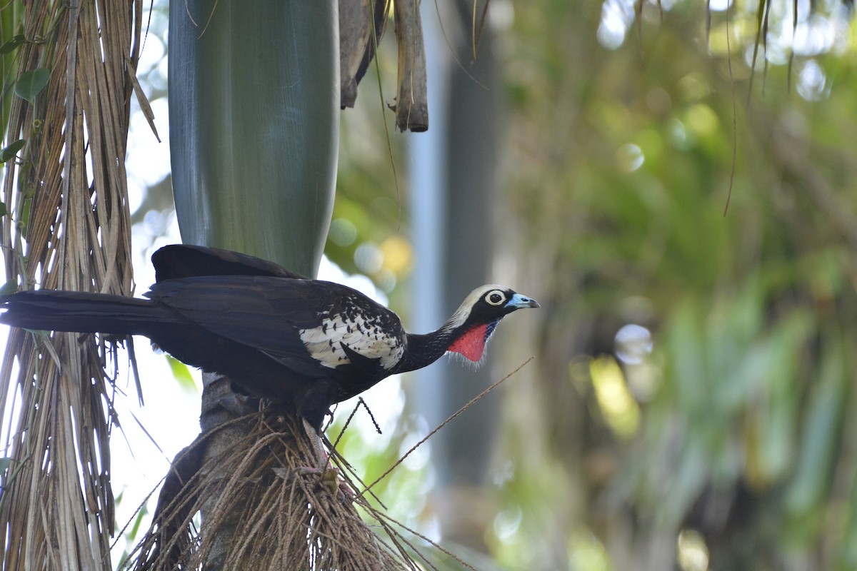 Black-fronted Piping-Guan - ML644122205