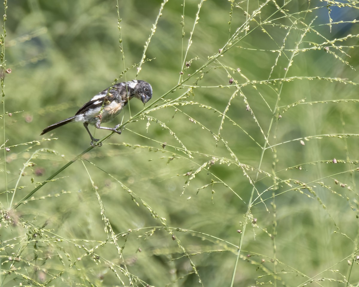 hvitkragefrøeter - ML644122206