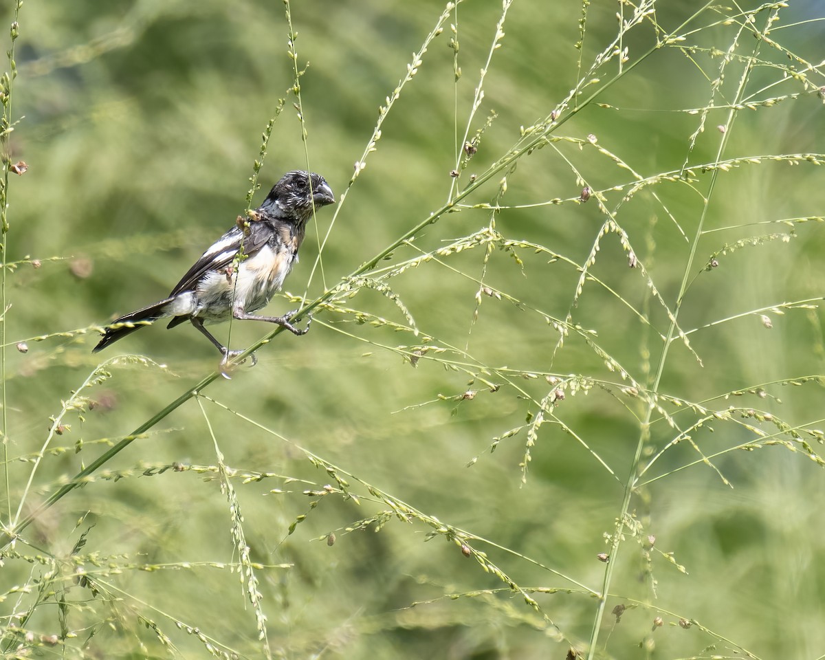 hvitkragefrøeter - ML644122207