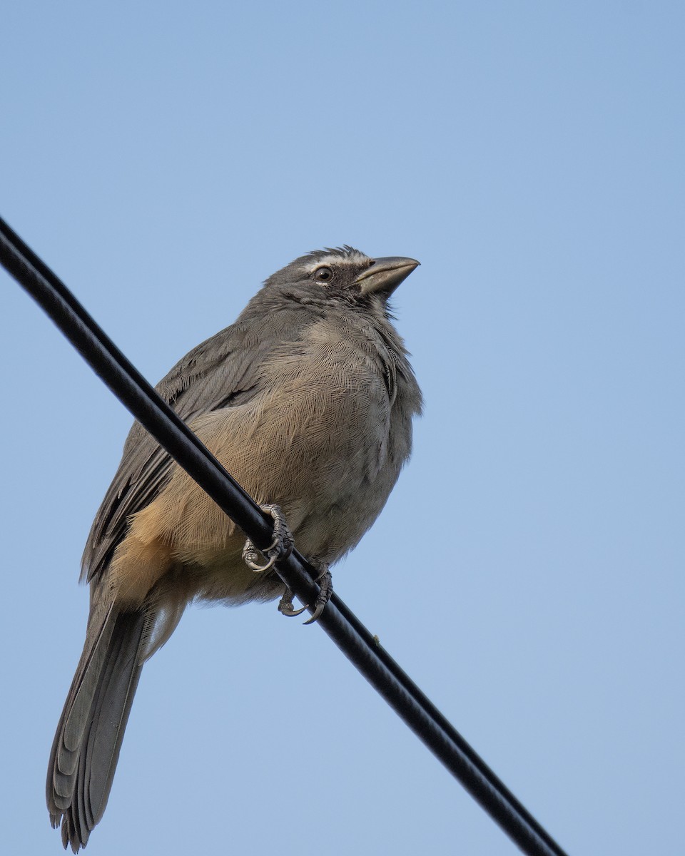 Cinnamon-bellied Saltator - ML644122213