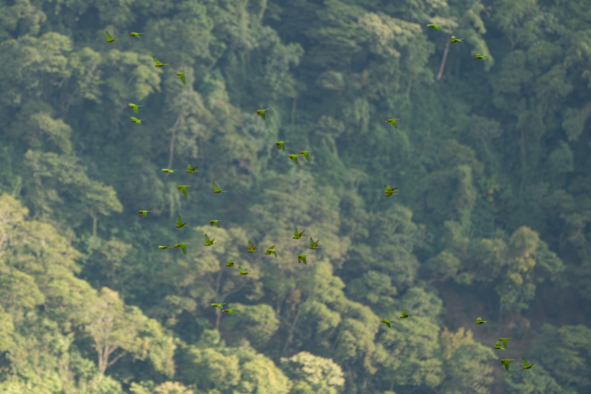 Scarlet-fronted Parakeet - ML644122218