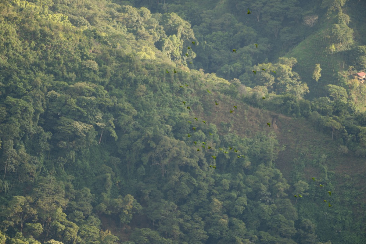 Scarlet-fronted Parakeet - ML644122219