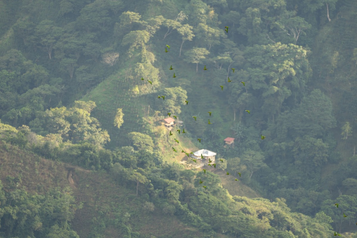 Scarlet-fronted Parakeet - ML644122221