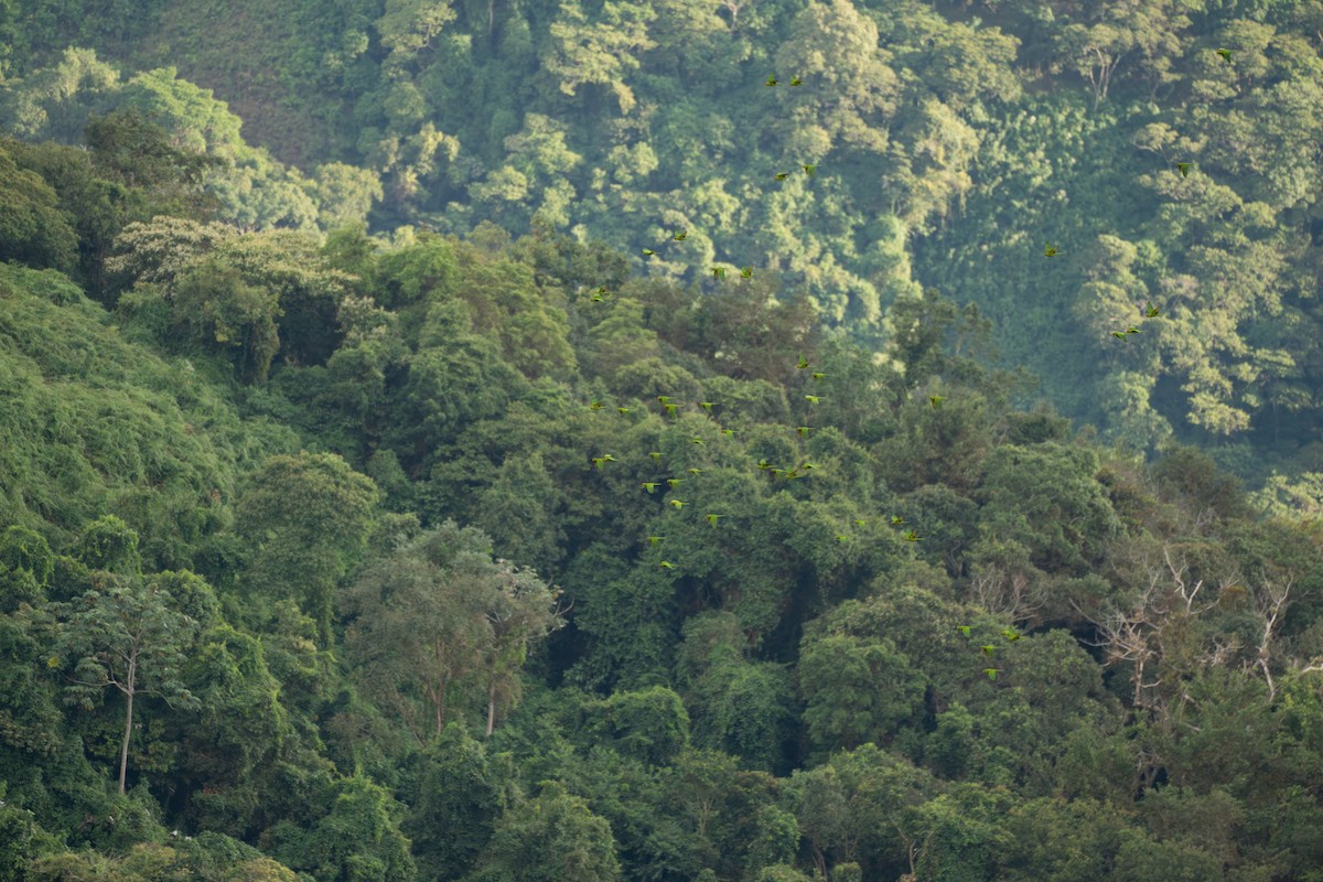 Scarlet-fronted Parakeet - ML644122222