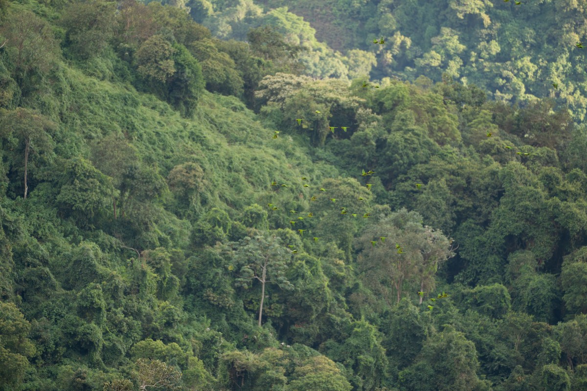 Scarlet-fronted Parakeet - ML644122223