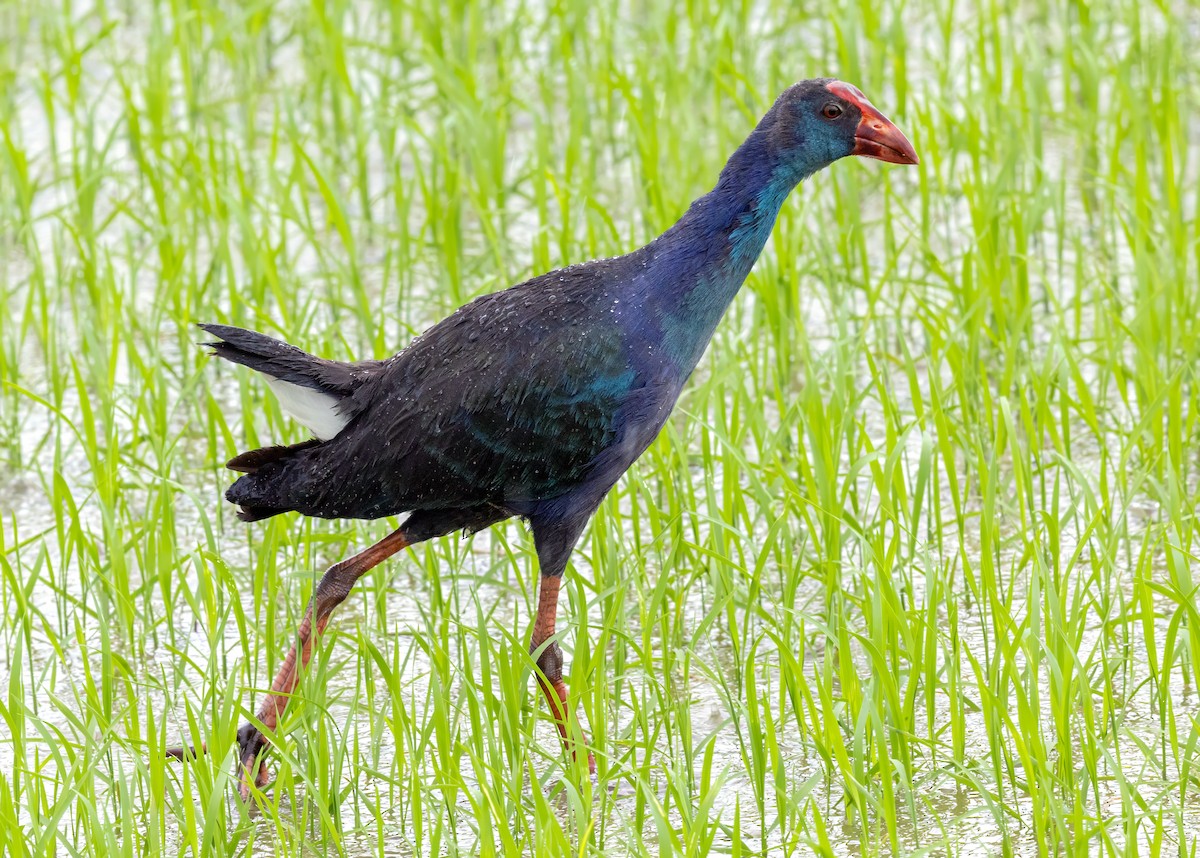 Gray-headed Swamphen - ML644122224