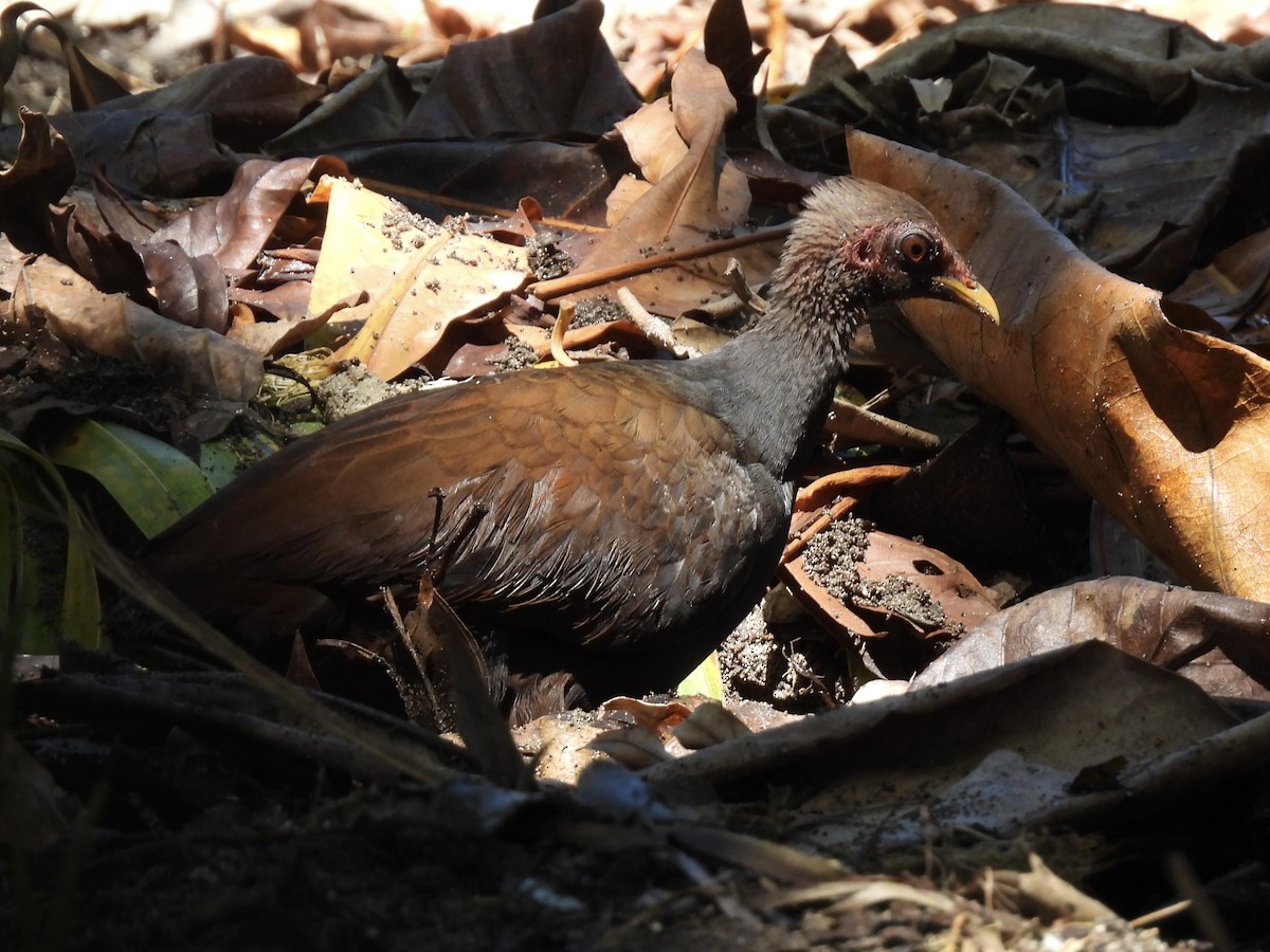 Mégapode mélanésien - ML644122226