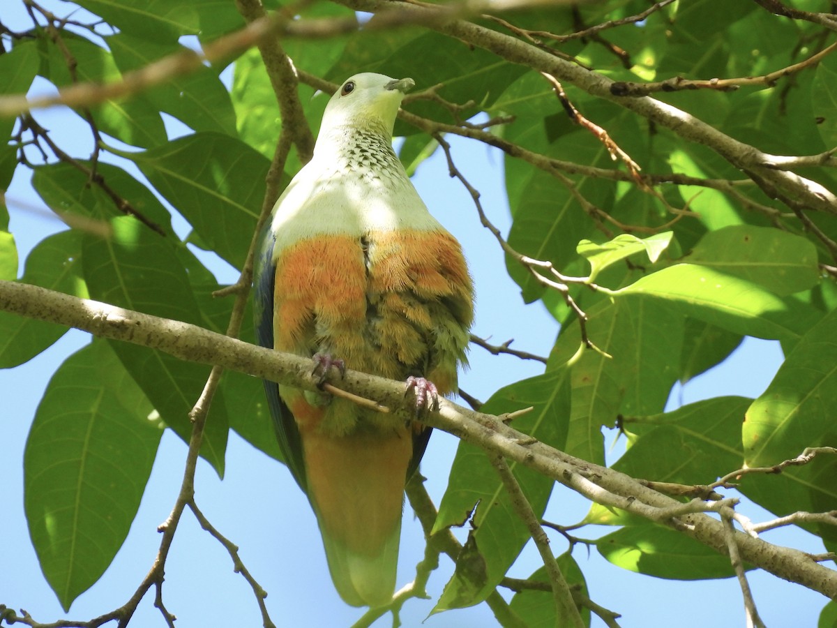 Silver-capped Fruit-Dove - ML644122228