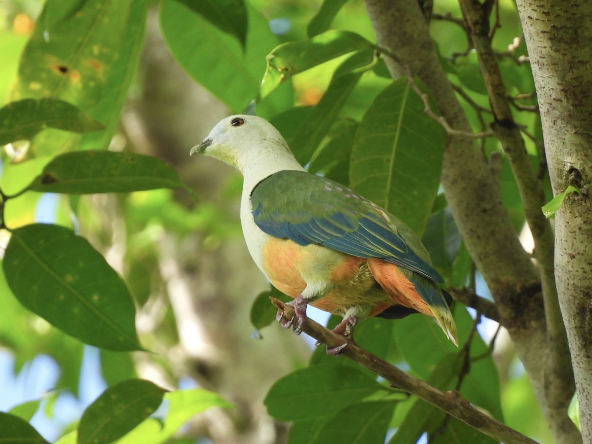 Silver-capped Fruit-Dove - ML644122229