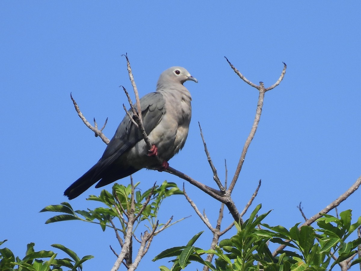 Carpophage meunier - ML644122230