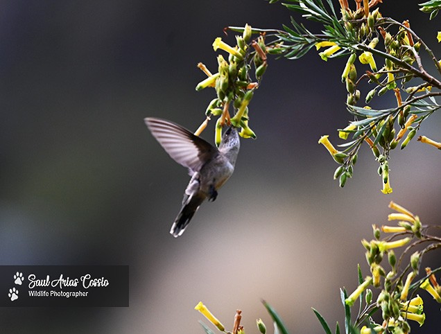 アンデスヤマハチドリ - ML644122231